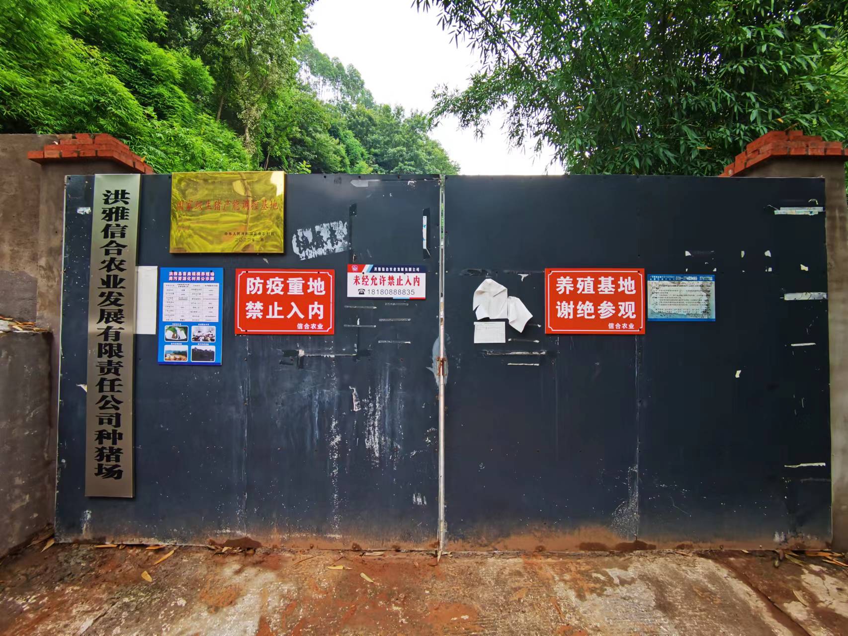 參觀豬場